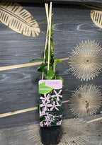 Trachelospermum jasminoides Pink Showers - iasomie stelara