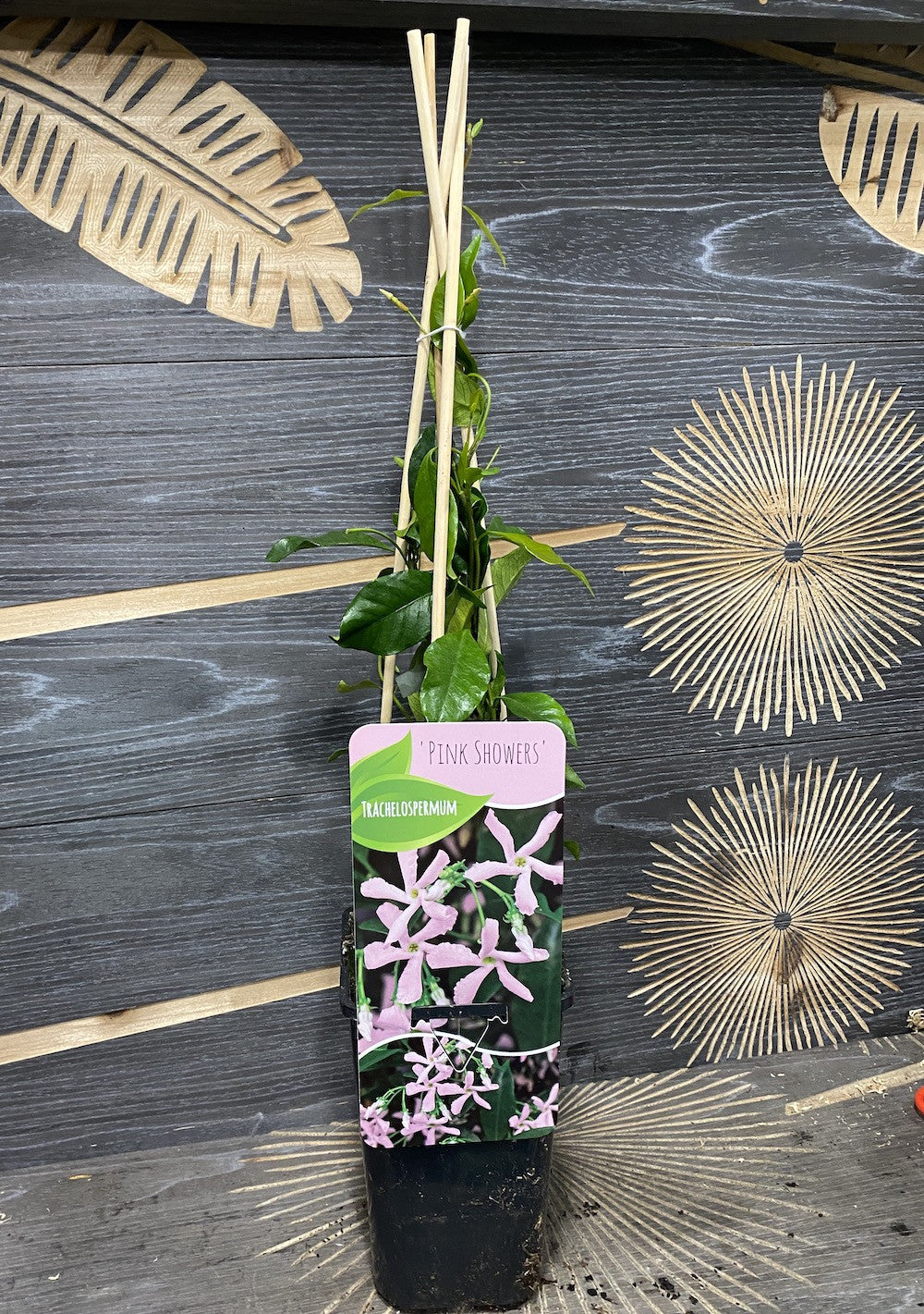 Trachelospermum jasminoides Pink Showers - iasomie stelara