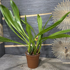 Trigonidium Obtusum (Maxillaria obtusa)