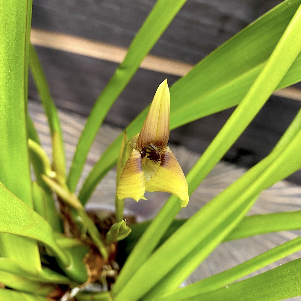Trigonidium Obtusum (Maxillaria obtusa)