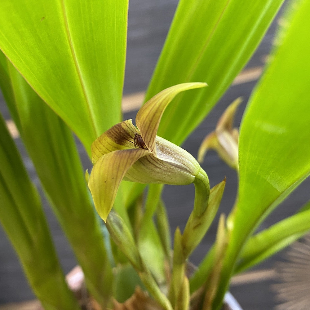Trigonidium Obtusum (Maxillaria obtusa)