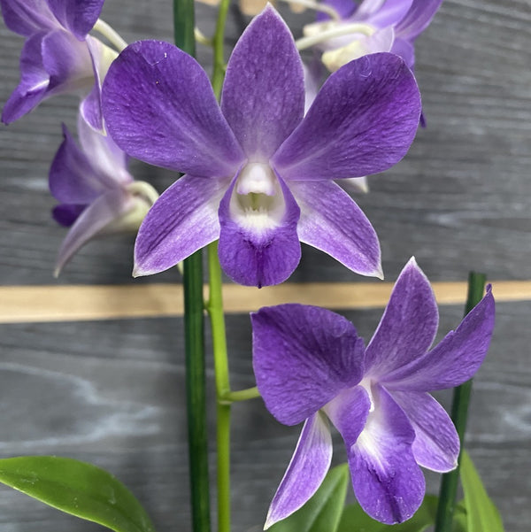 Orhidee Dendrobium Phalaenopsis mov Blue Happiness la pret imbatabil si livrare!