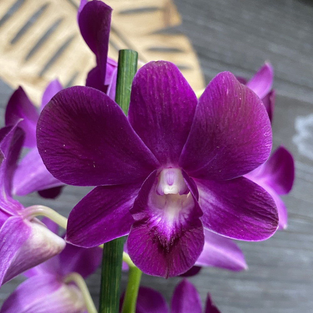 Orhidee Dendrobium Phalaenopsis mov Purple Happiness la pret imbatabil si livrare!
