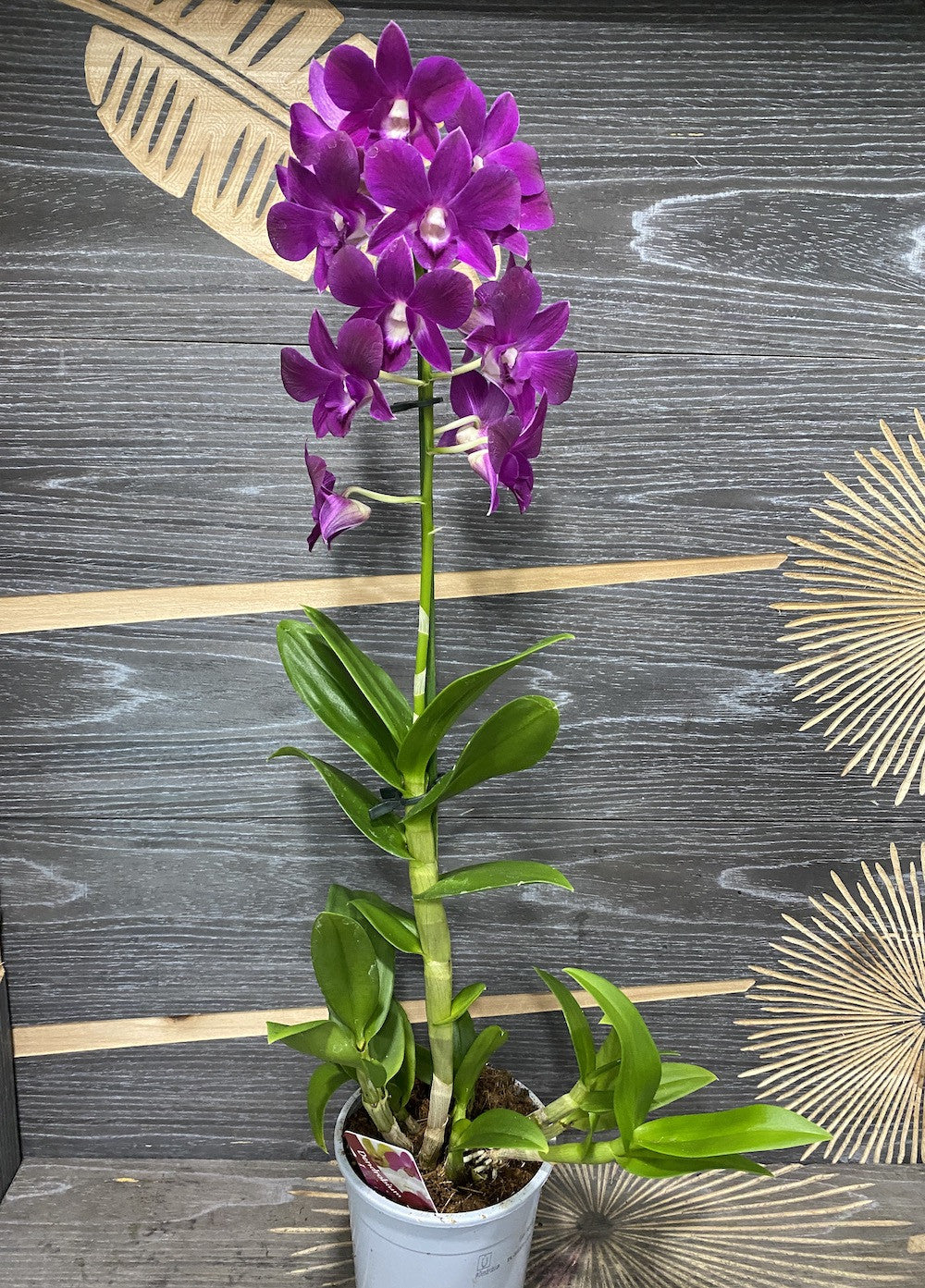 Orhidee Dendrobium Phalaenopsis mov Purple Happiness la pret imbatabil si livrare!