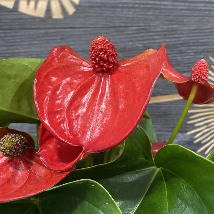 Anthurium Sierra Magic Red, anthurium in ghiveci de vanzare, pret atractiv