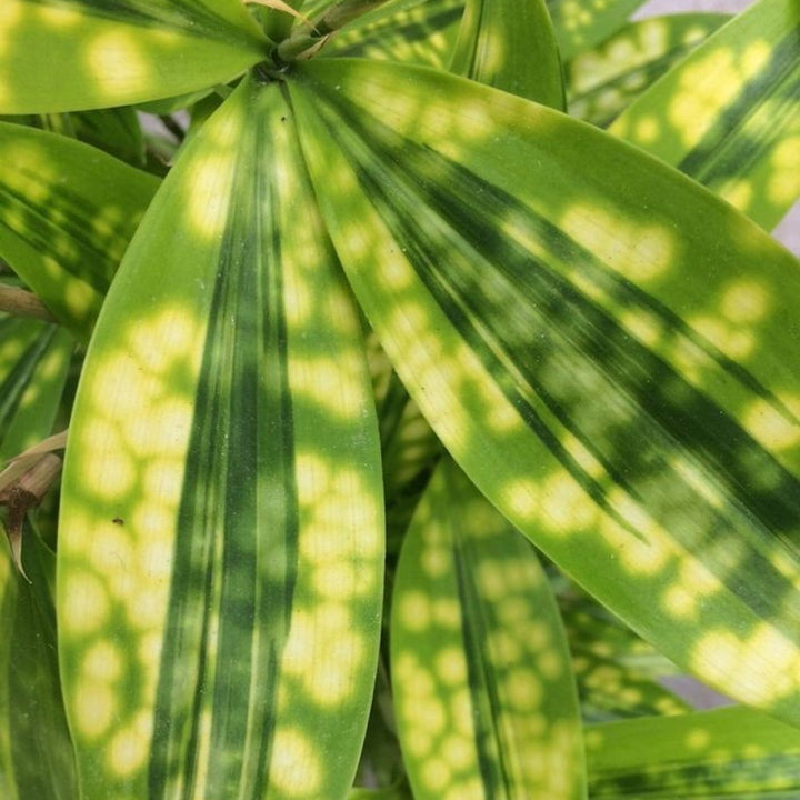 Dracaena surculosa 'Mike'