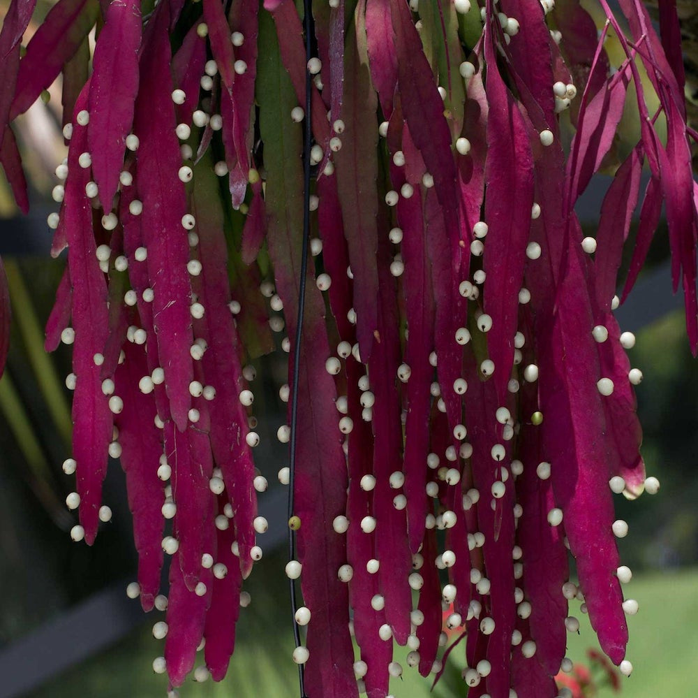 Pseudorhipsalis ramulosa (Rhipsalis ‘Red Coral’) D17