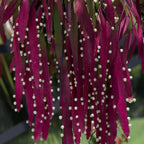 Pseudorhipsalis ramulosa (Rhipsalis „Red Coral“) D17