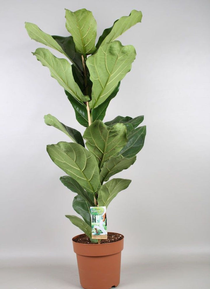 Ficus lyrata XL - smochin lira