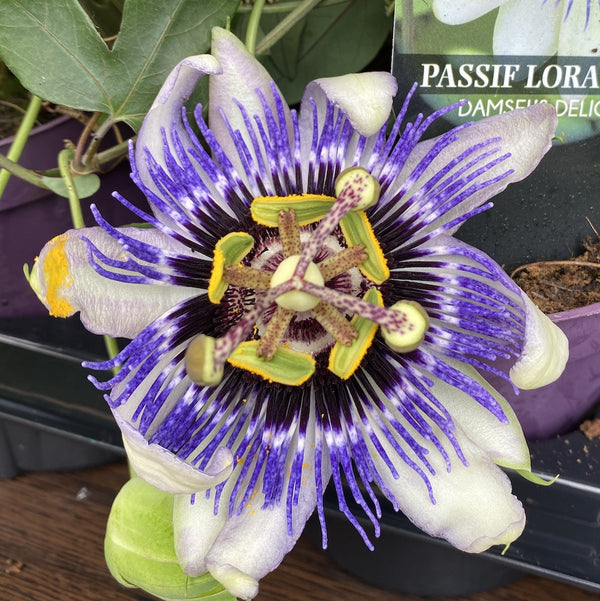 Passiflora Damsel's Delight