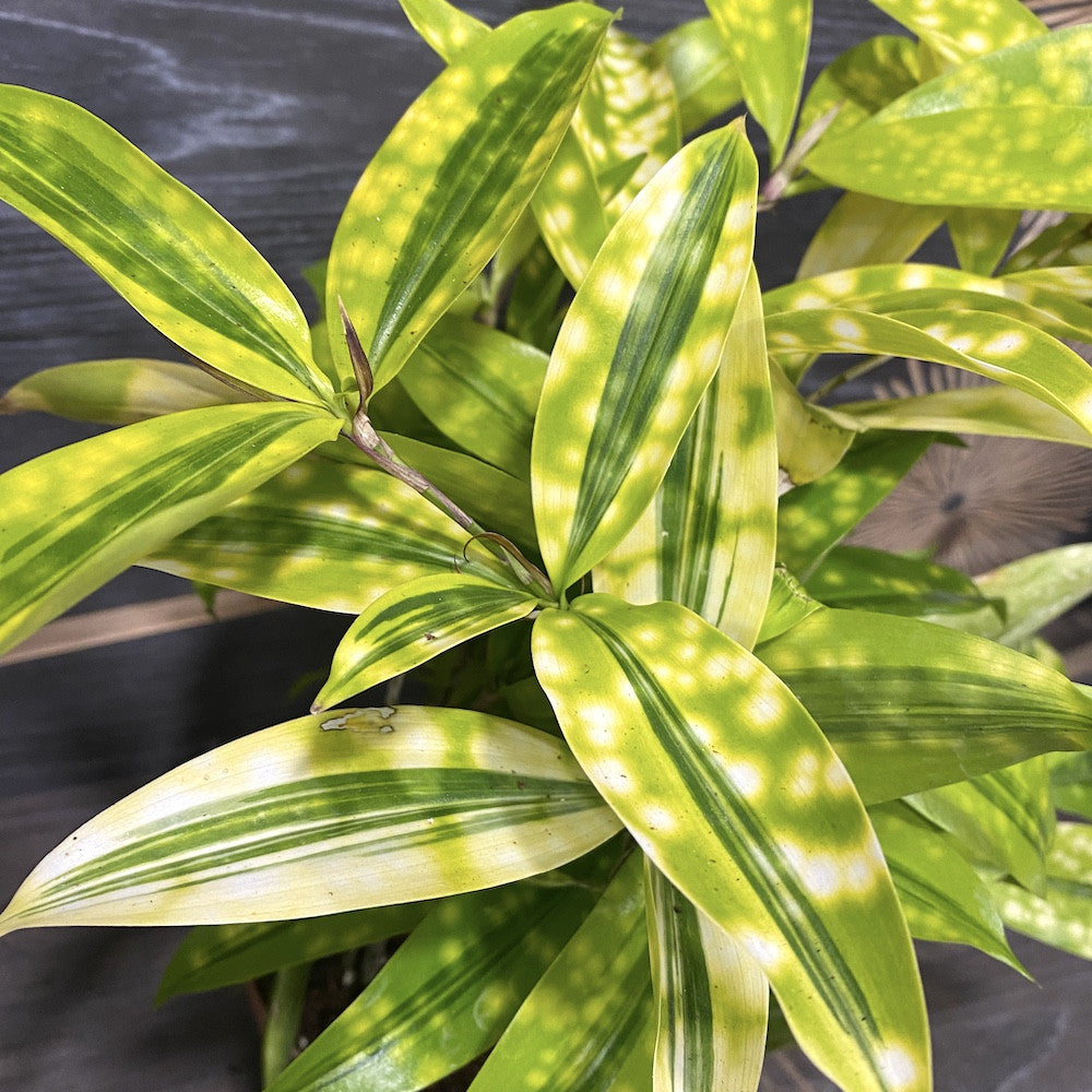 dracaena mike Dracaena surculosa 'Mike' – Secret Garden Plant Shop
