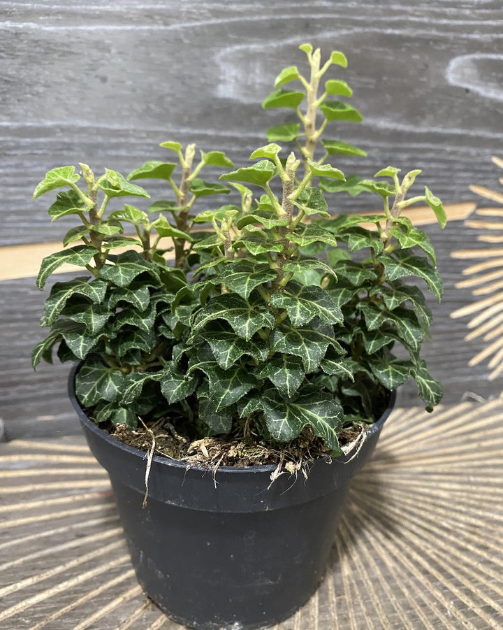 Hedera helix 'Erecta' - iedera cu crestere verticala