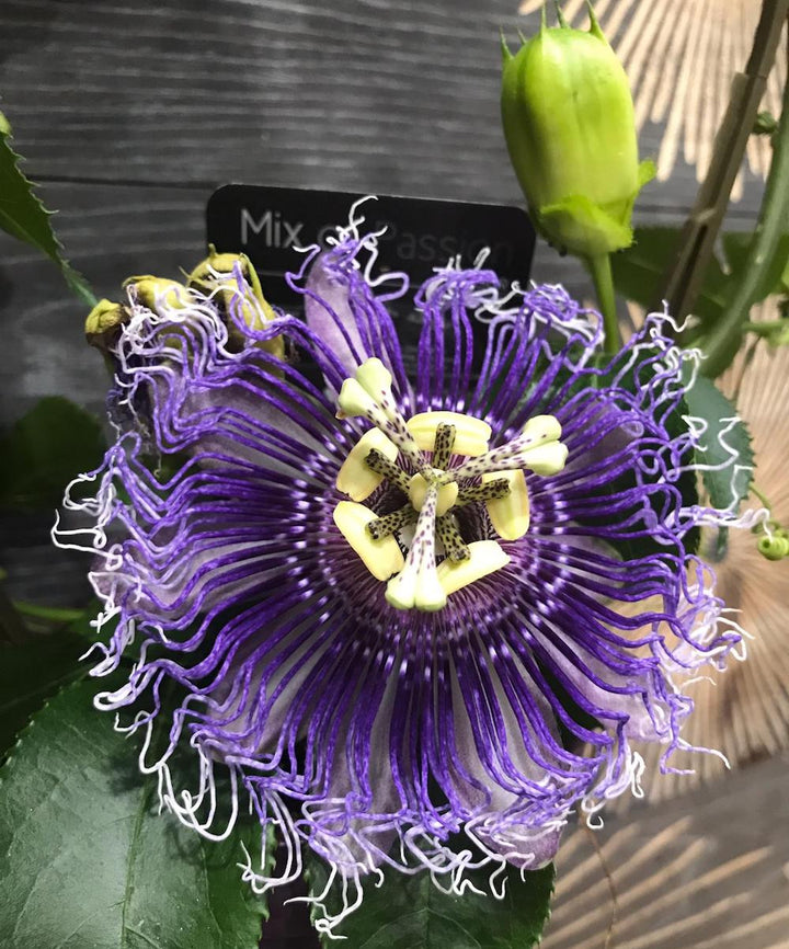 Passiflora Edulis, floarea pasiunii - culori spectaculoase