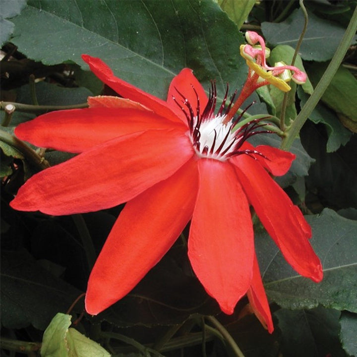 Passiflora vitifolia - floarea pasiunii rosie