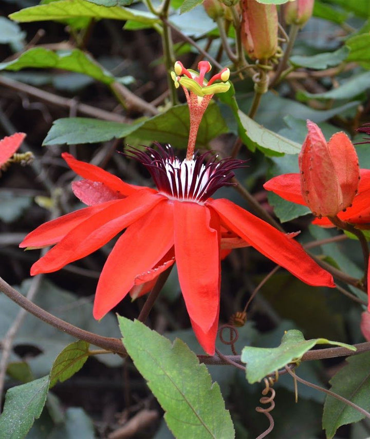 Passiflora vitifolia - floarea pasiunii rosie