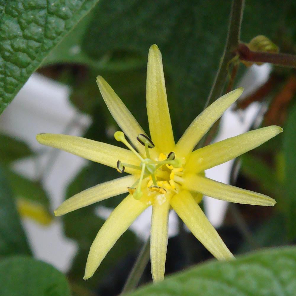 Passiflora citrina - floarea pasiunii galbena