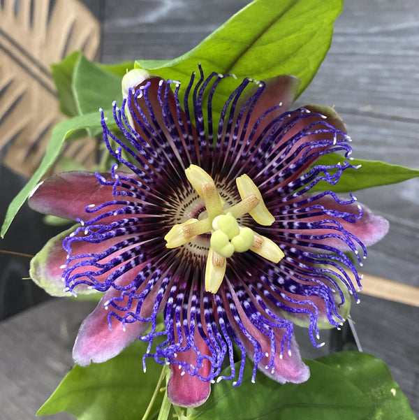 Passiflora Marijke, floarea pasiunii - culori spectaculoase
