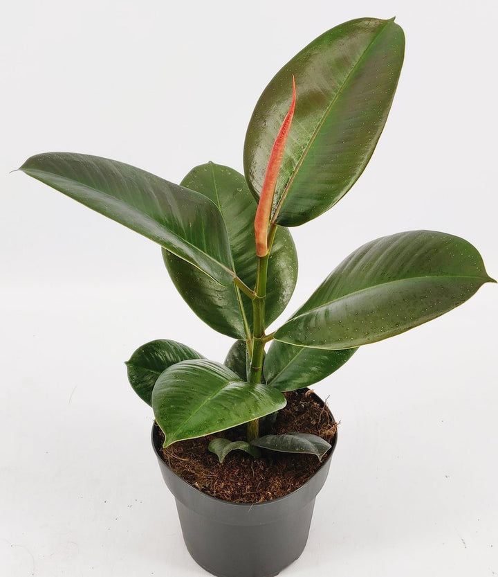 Ficus Robusta