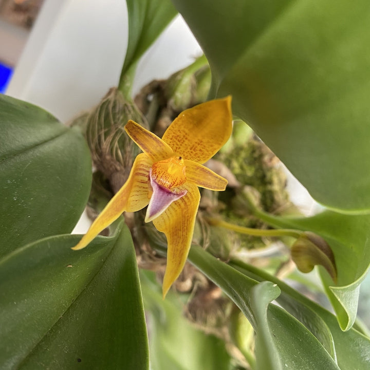 Orhidee Bulbophyllum Smitinandii *parfumat