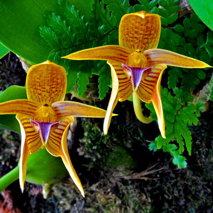 Orhidee Bulbophyllum Smitinandii *parfumat