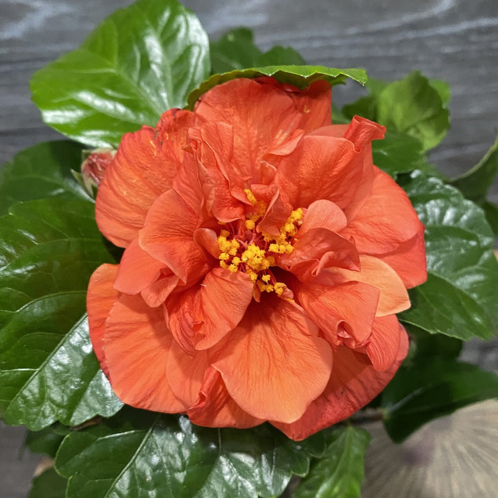 Hibiscus Bonbon cu floarea batuta