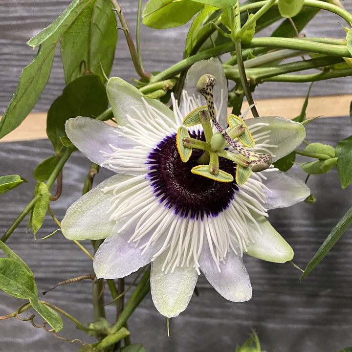 Passiflora Panda