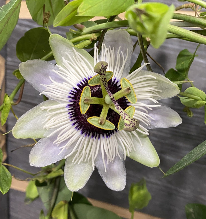 Passiflora Panda