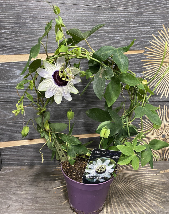 Passiflora Panda