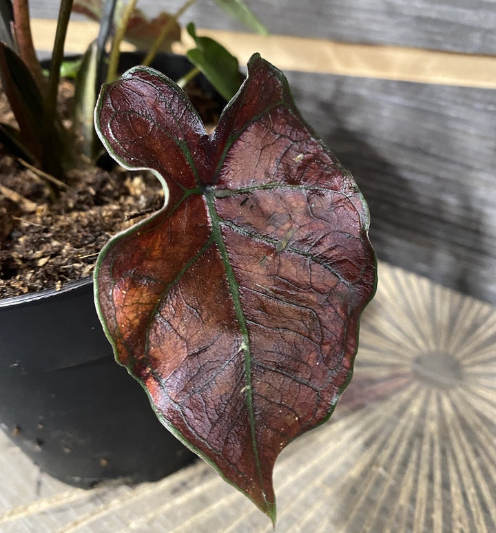 Caladium Bubble