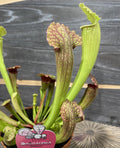Sarracenia Fiona XL - Planta Ulcior