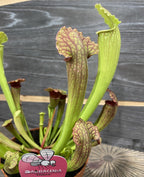 Sarracenia Fiona XL - Planta Ulcior