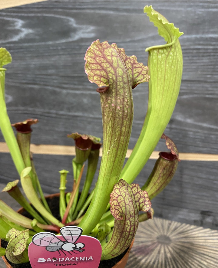 Sarracenia Fiona XL - Planta Ulcior