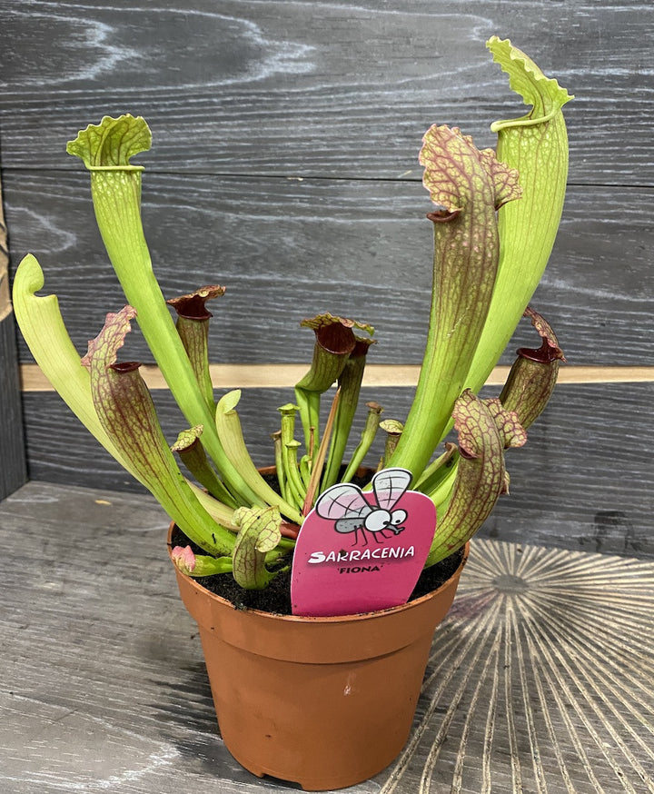 Sarracenia Fiona XL - Planta Ulcior