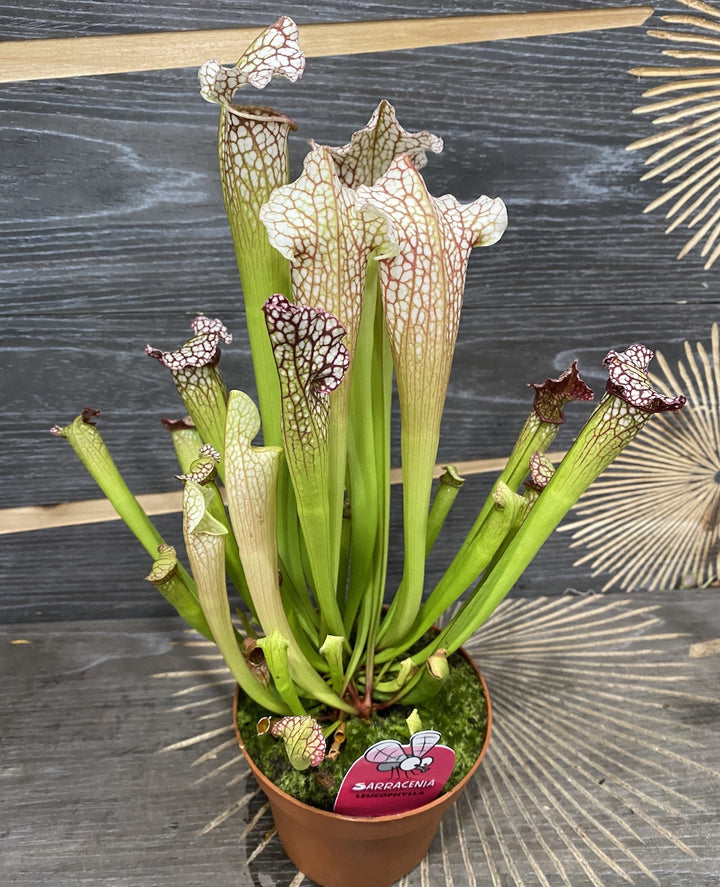 Sarracenia Leuophylla XL - Planta Ulcior