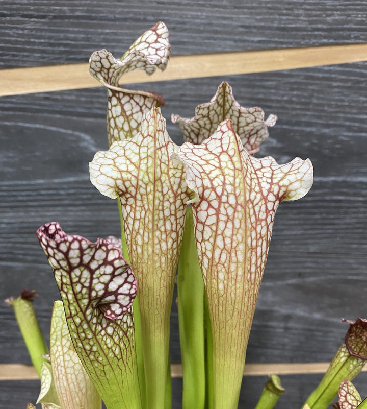 Sarracenia Leuophylla XL - Planta Ulcior