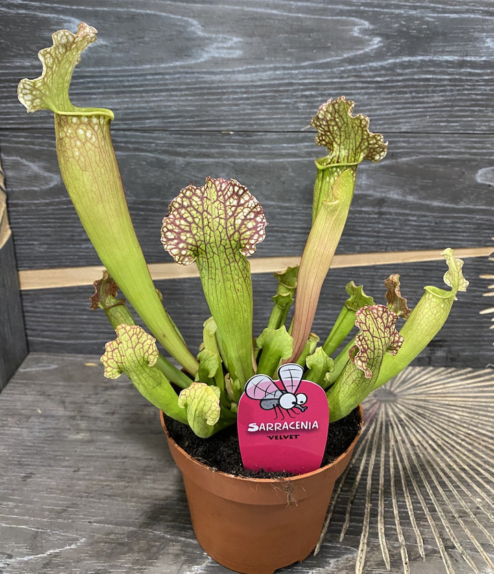 Sarracenia Velvet XL - Planta Ulcior -  plante carnivore la preturi atractive!