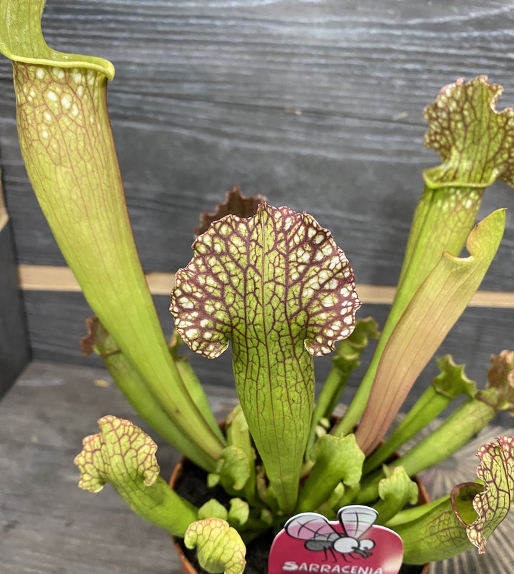 Sarracenia Velvet XL - Planta Ulcior -  plante carnivore la preturi atractive!