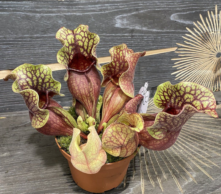 Sarracenia Purpurea venosa XL, planta carnivora -  plante carnivore la preturi atractive!