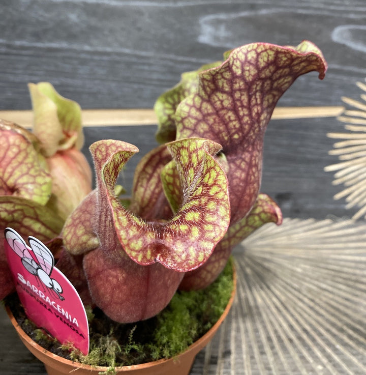 Sarracenia Purpurea venosa XL, planta carnivora -  plante carnivore la preturi atractive!