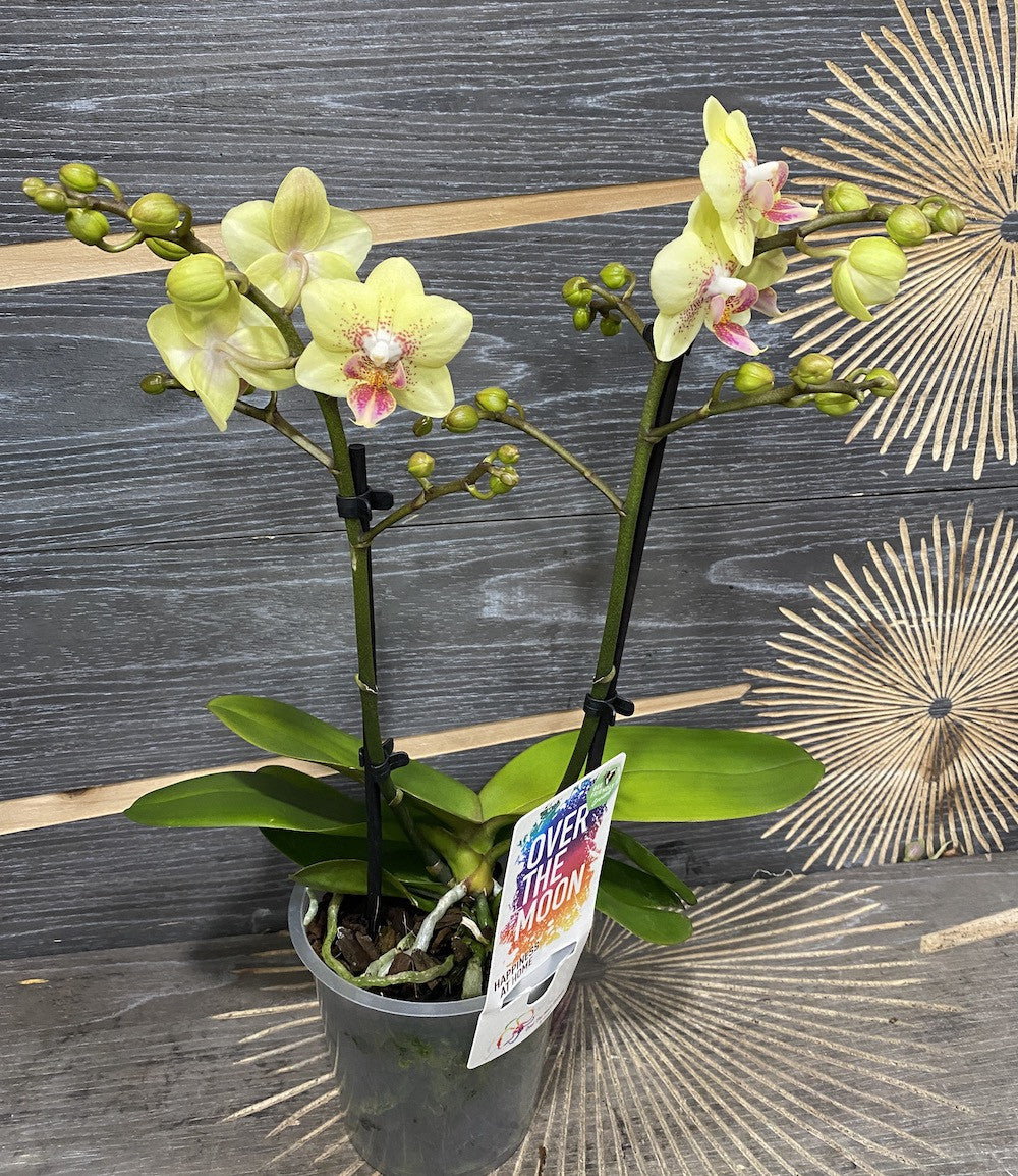 Phalaenopsis multiflora galbena Daley