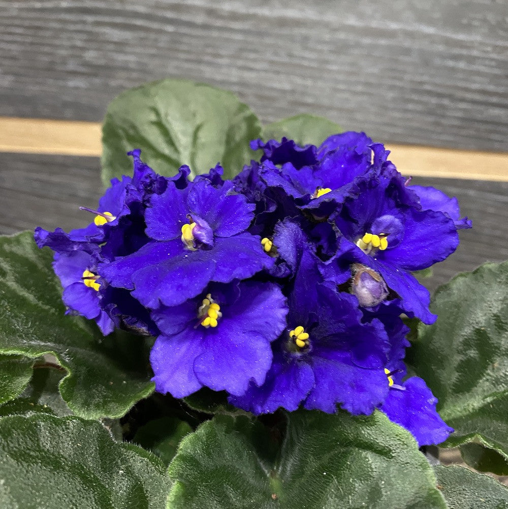 Saintpaulia - violete crete albastru