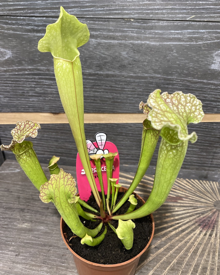 Sarracenia Eva - Planta Ulcior, specii deosebite la preturi atractive!