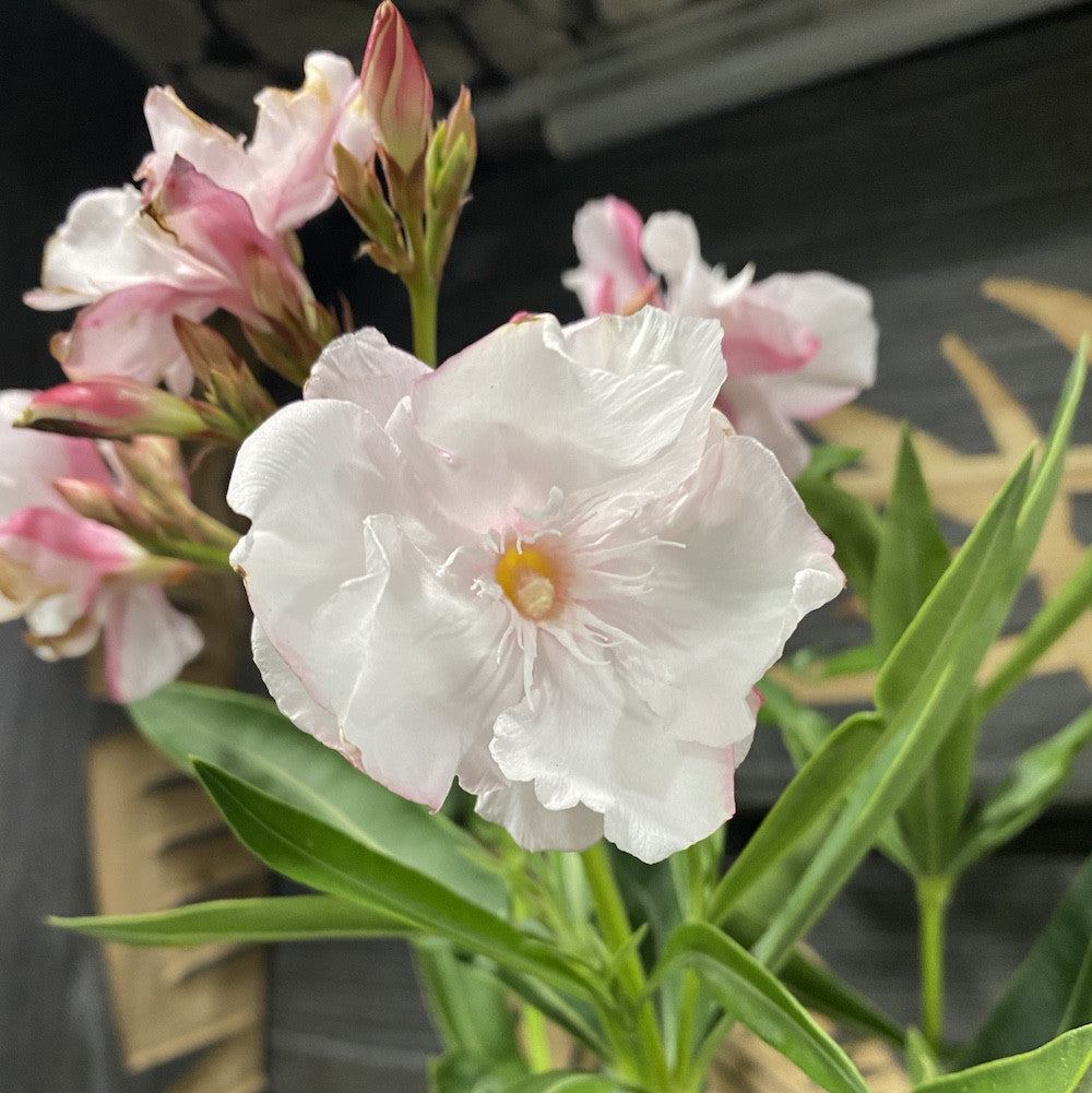 Leandru la ghiveci cu floarea dubla -  Nerium Olander