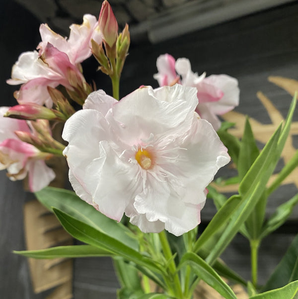 Leandru la ghiveci cu floarea dubla -  Nerium Olander