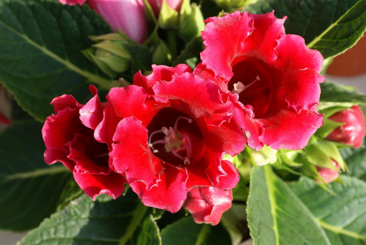 Gloxinia - Sinningia speciosa