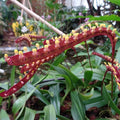 Bulbophyllum falcatum