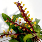 Bulbophyllum falcatum