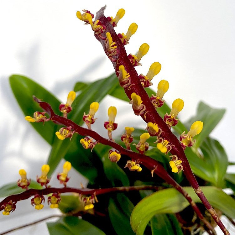 Bulbophyllum falcatum