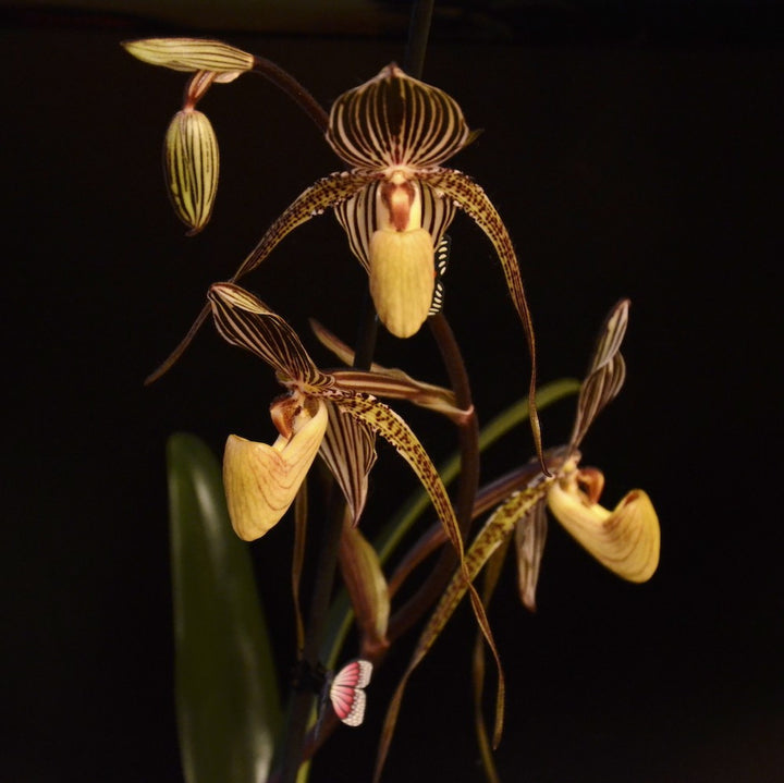 Orhidee Paphiopedilum Saint Swithin (philippinense x rothschildianum)