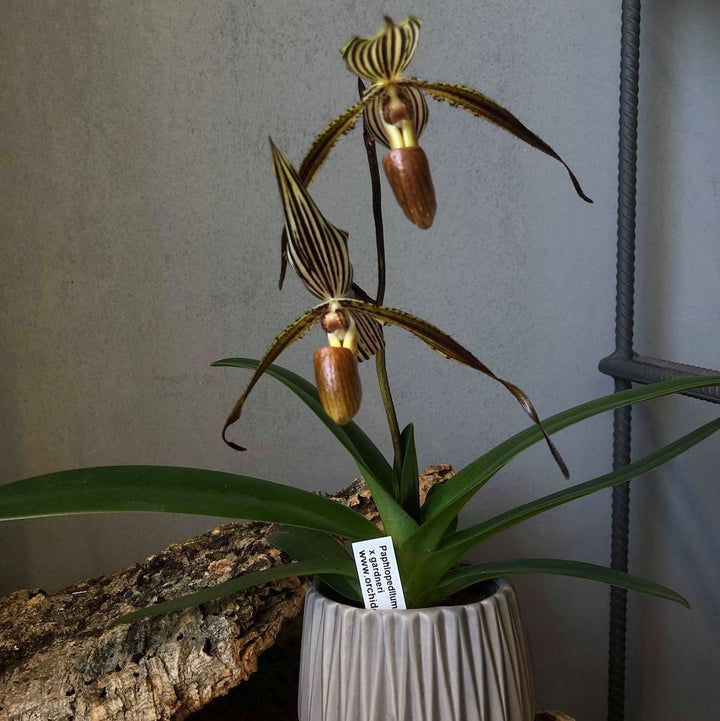 Paphiopedilum Saint Swithin x Gardneri